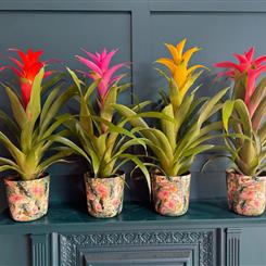 Vibrant Tropical Bromeliad