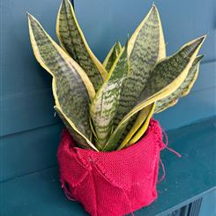 Mother In Laws Tongue Snake House Plant