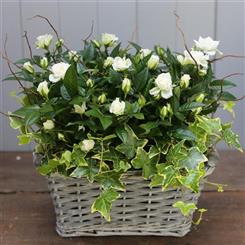 WHITE ROSE BASKET