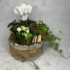 WHITE CHRISTMAS PLANTED BASKET