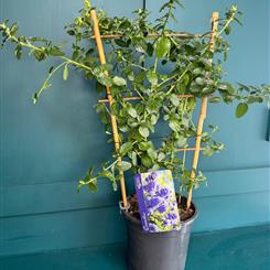 Ceanothus Garden Plant