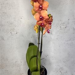 Phaleanopsis Orchid 