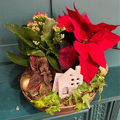 Luxury Poinsettia Christmas Plant Arrangement