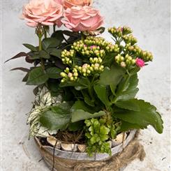 Planted Mothersday Basket