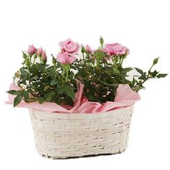 Rose Planter
