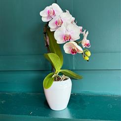 Phaleanopsis Orchid Hot Lips