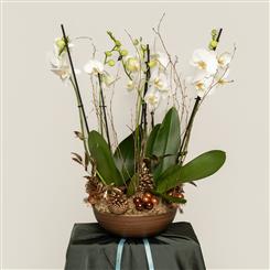Phaleanopsis Planter